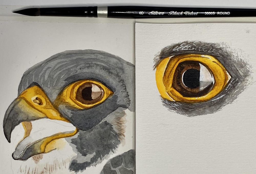Peregrine Falcon - Eye Study - image 1 - student project