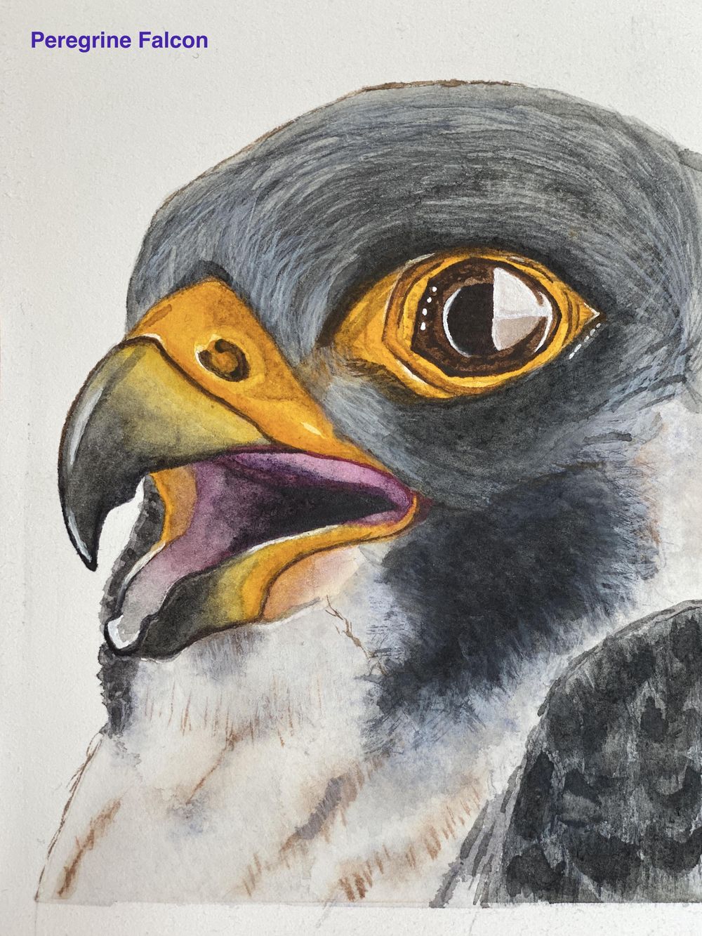 Peregrine Falcon - Eye Study - image 3 - student project