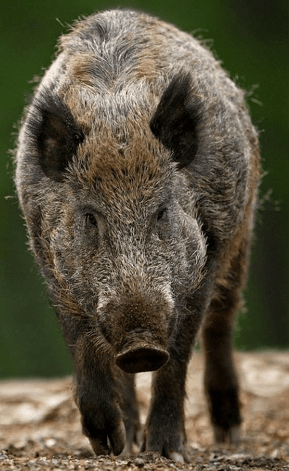 The Blue Boar - image 1 - student project