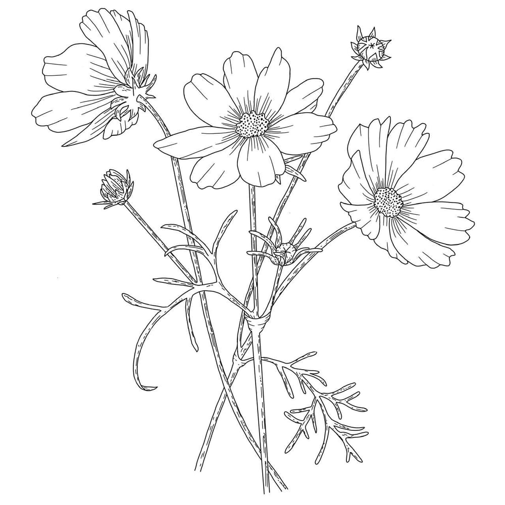 Cosmos - image 1 - student project