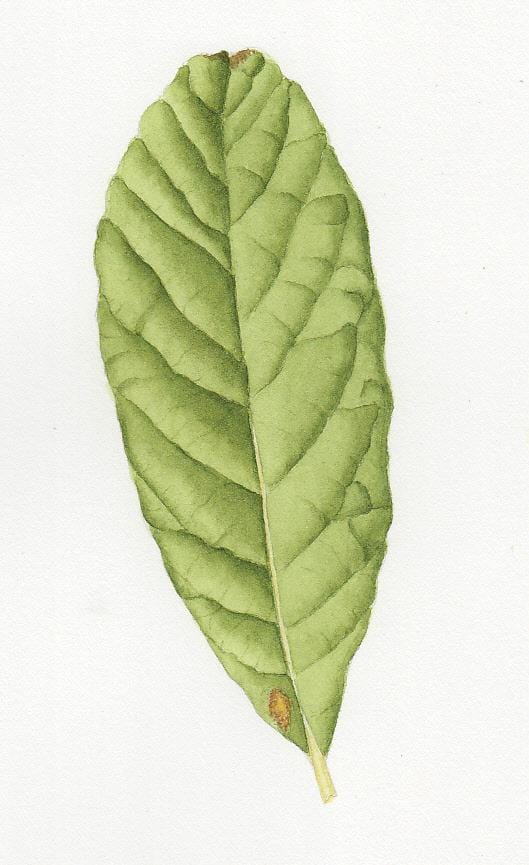 My Leaf - image 1 - student project