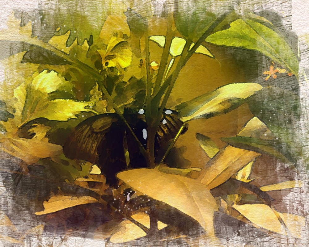 butterfly - image 1 - student project