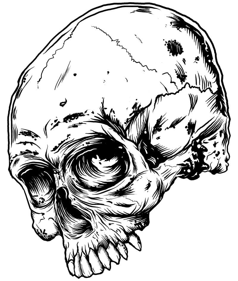 Skull - image 2 - student project