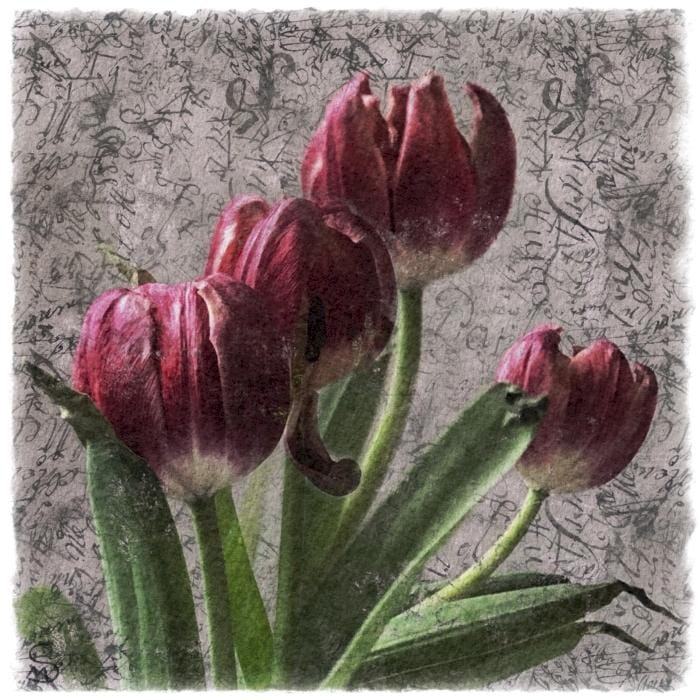 Tulpen - image 1 - student project