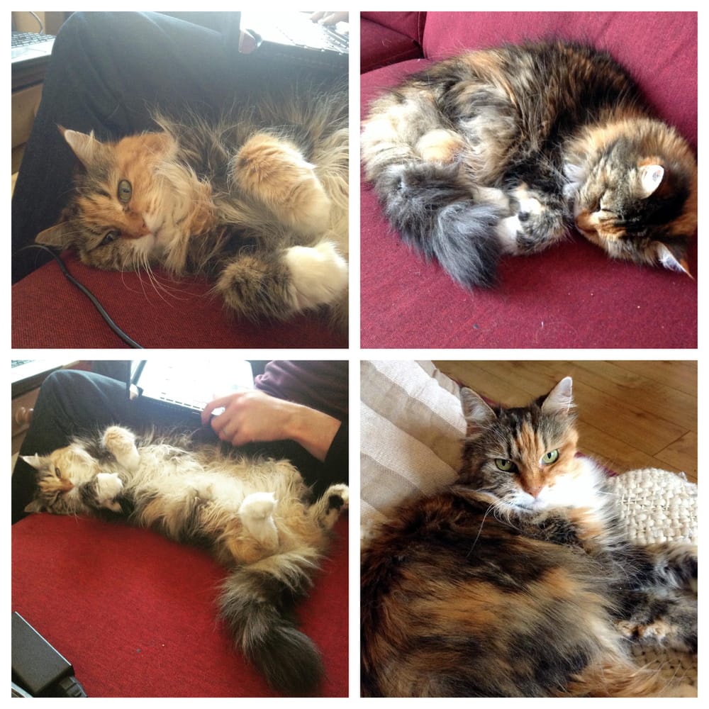Dozing Cat - image 1 - student project