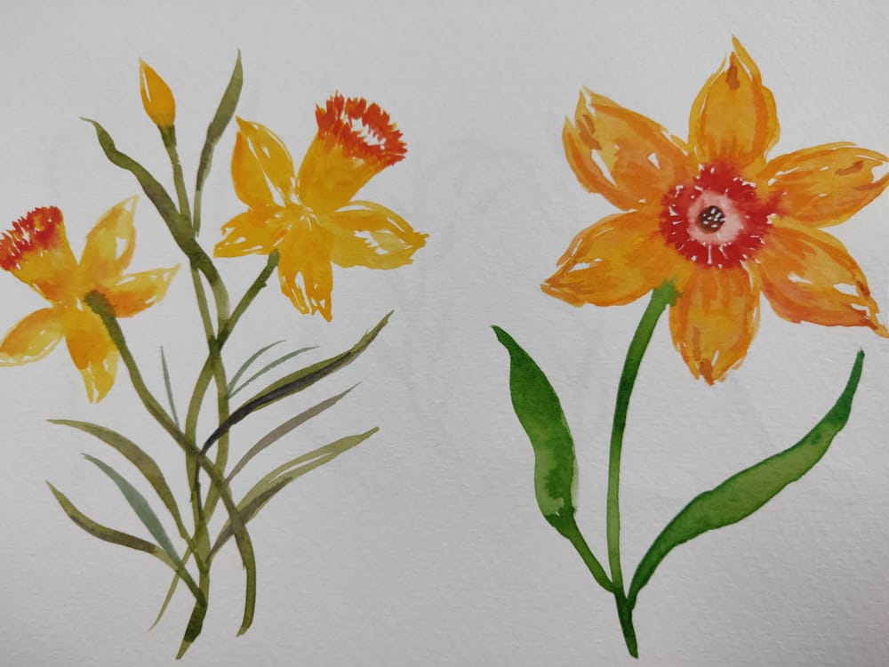 Watercolour Daffodils! - image 2 - student project
