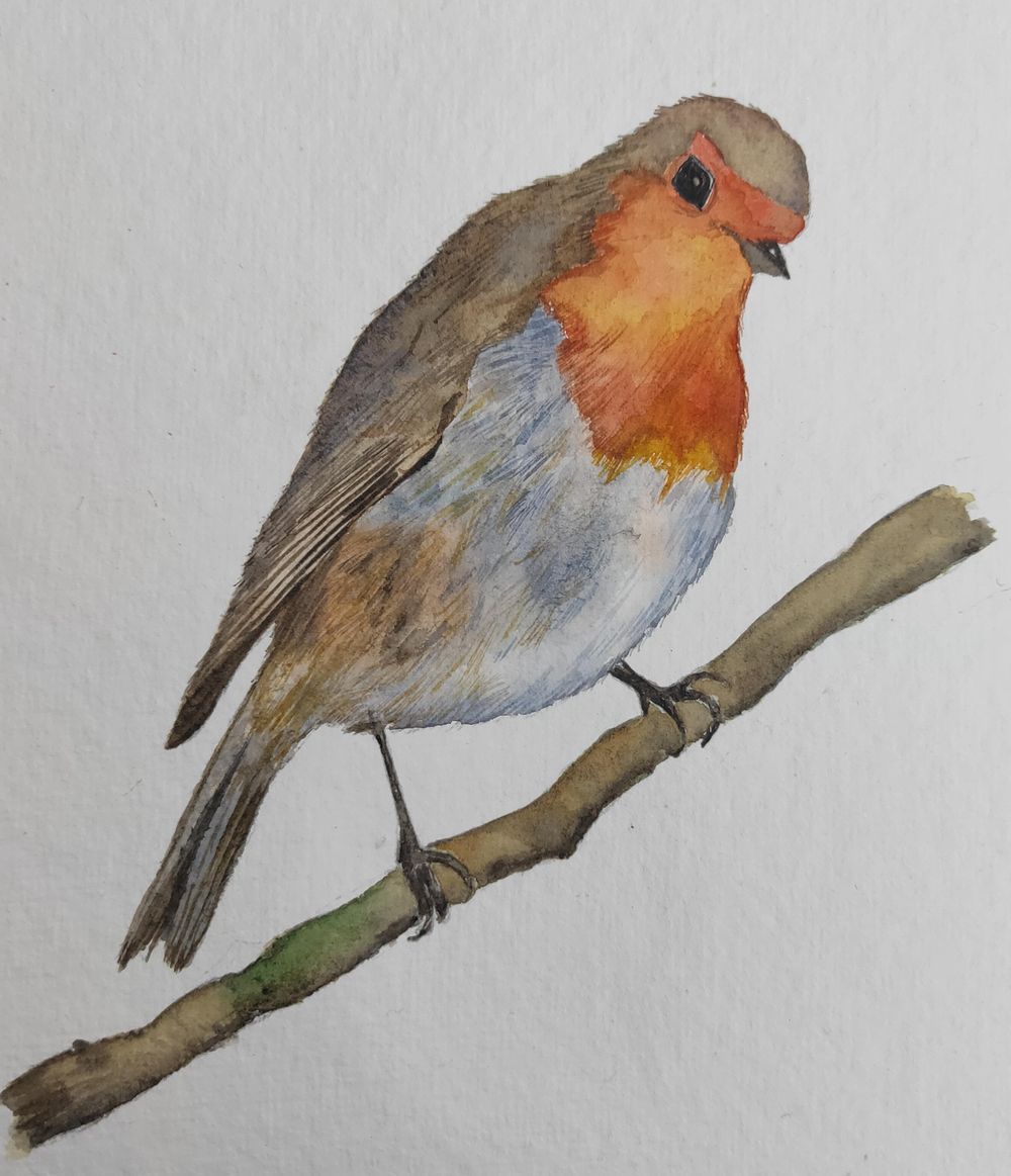 Watercolour Robin! - image 1 - student project