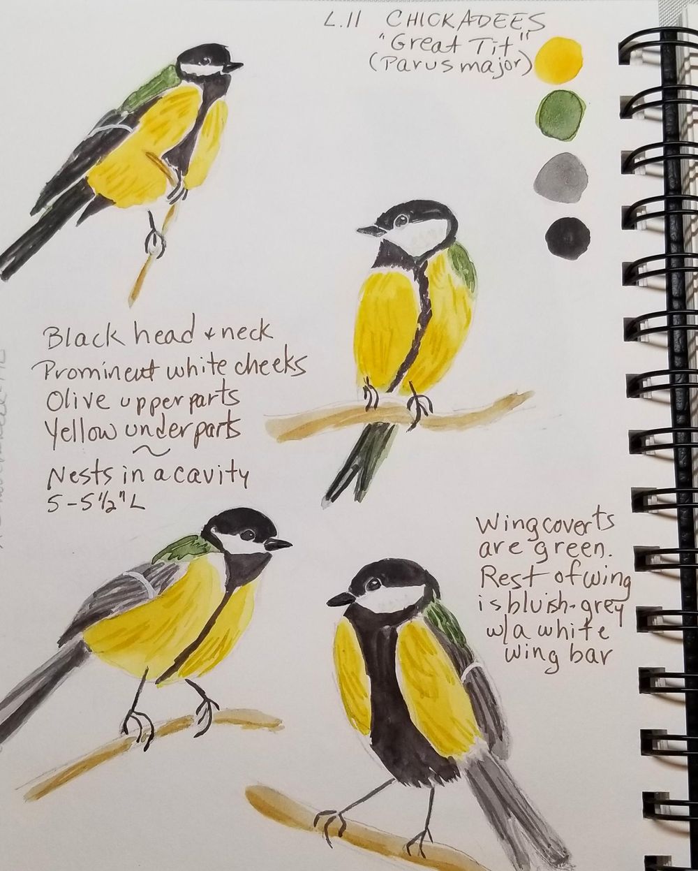 Bird Exercises - image 4 - student project