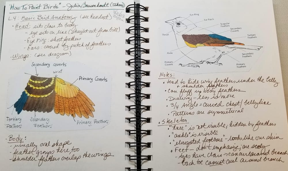 Bird Exercises - image 1 - student project