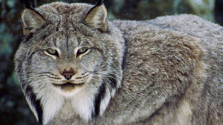 Lynx, by Linx - image 1 - student project