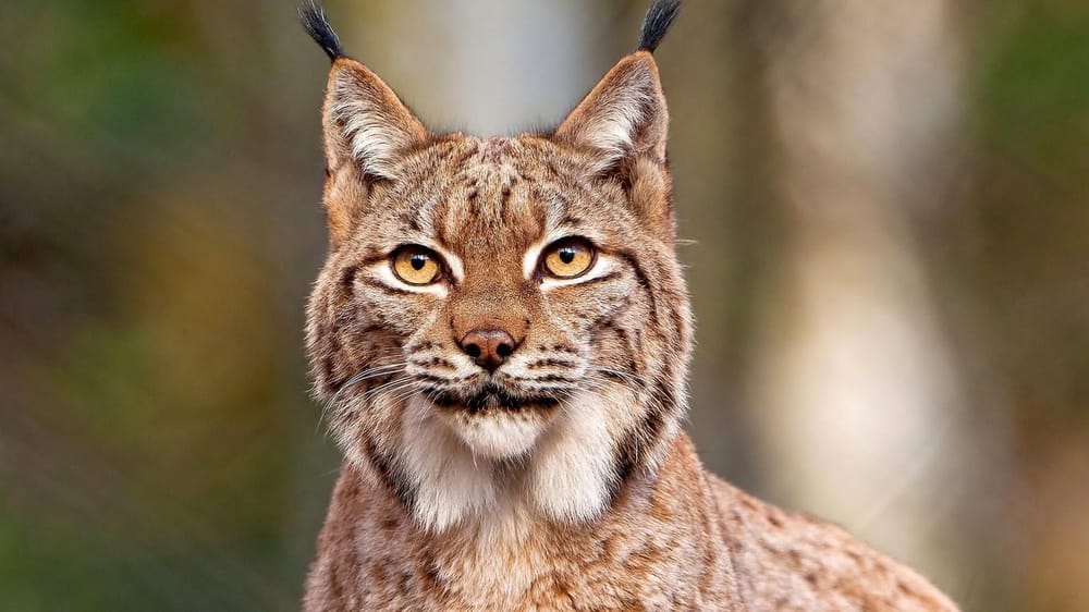 Lynx, by Linx - image 3 - student project