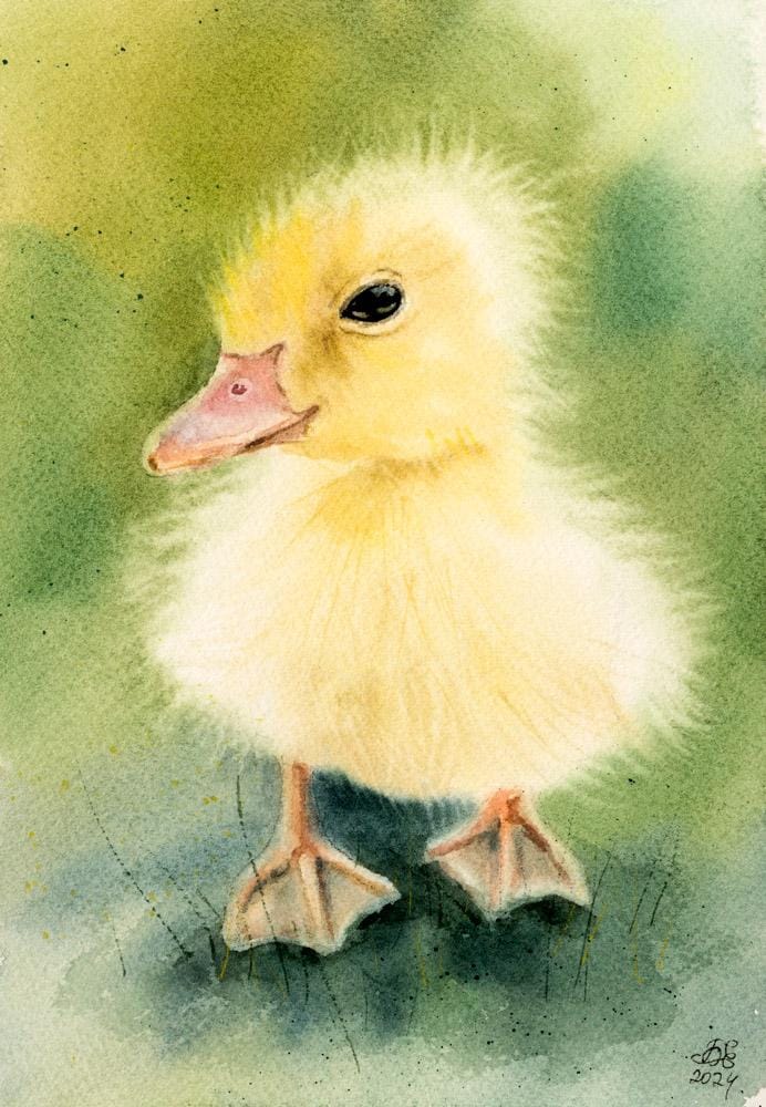 Hair, Fur and Down In Watercolor - Fluffy Duckling - image 2 - student project