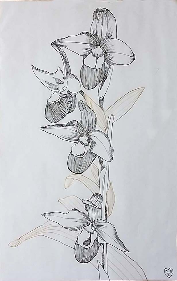 Pen & Ink Orchids - image 1 - student project