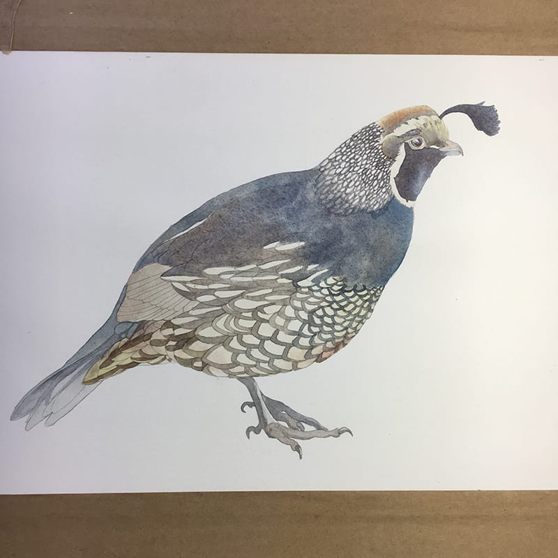 Watercolor Quail - image 4 - student project