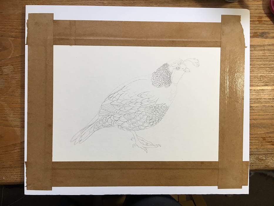Watercolor Quail - image 1 - student project