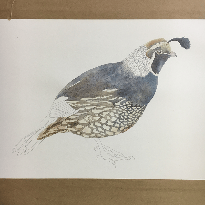 Watercolor Quail - image 3 - student project