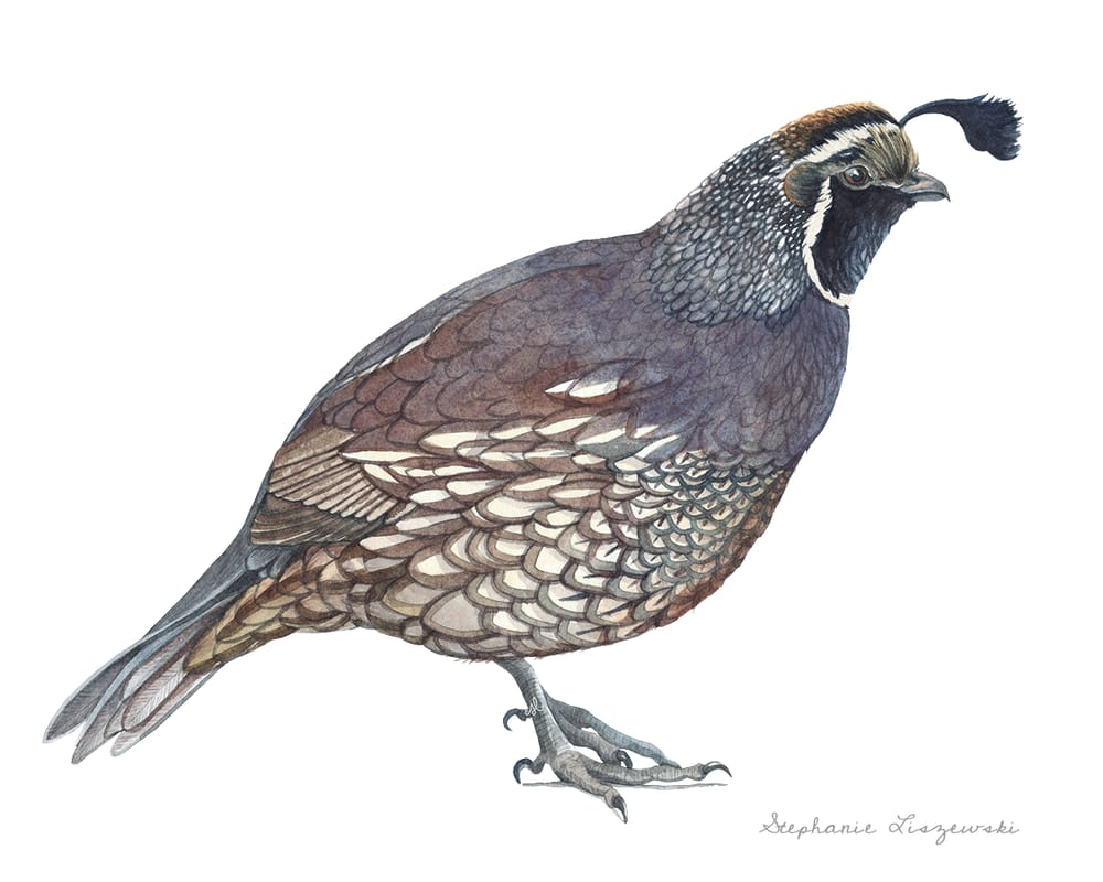 Watercolor Quail - image 5 - student project