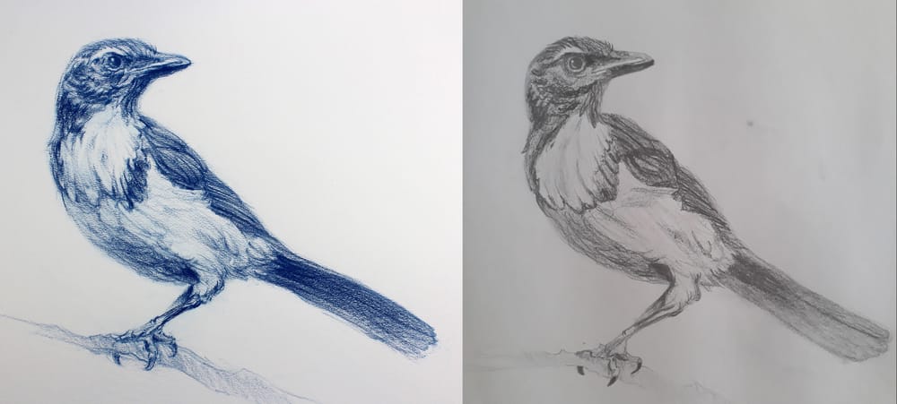 Drawing Basics - image 5 - student project