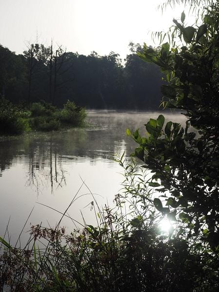 Misty Morning - image 2 - student project