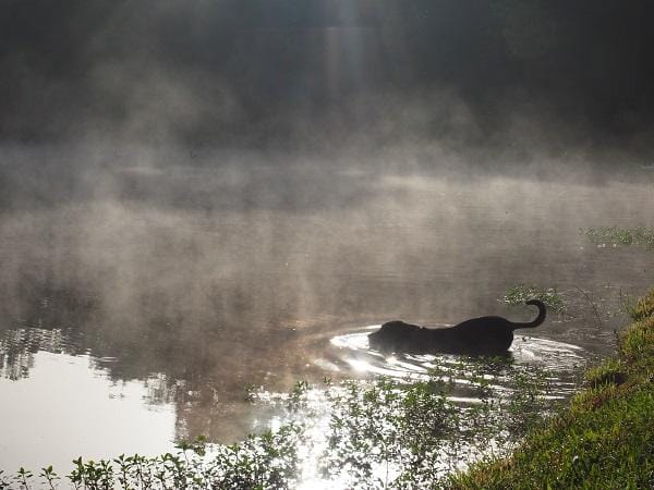 Misty Morning - image 3 - student project
