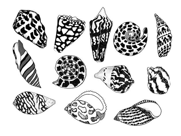 Shell Collection - image 1 - student project
