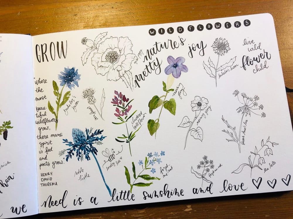 Wildflower studies - image 6 - student project