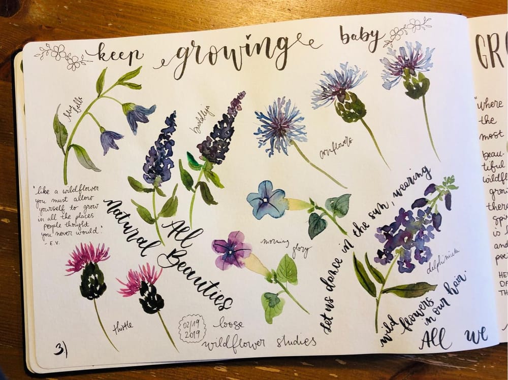 Wildflower studies - image 5 - student project