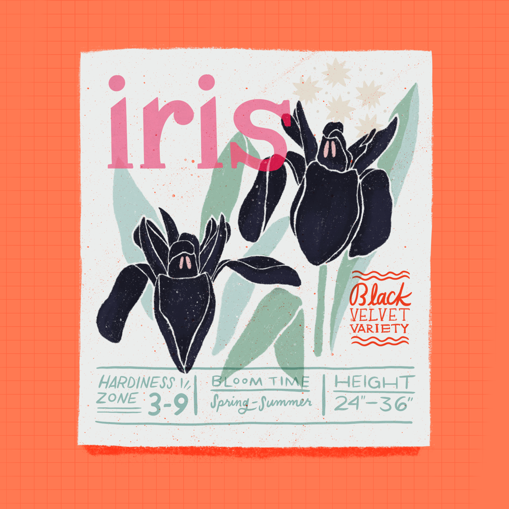 Seed Packet Illustrations - image 9 - student project