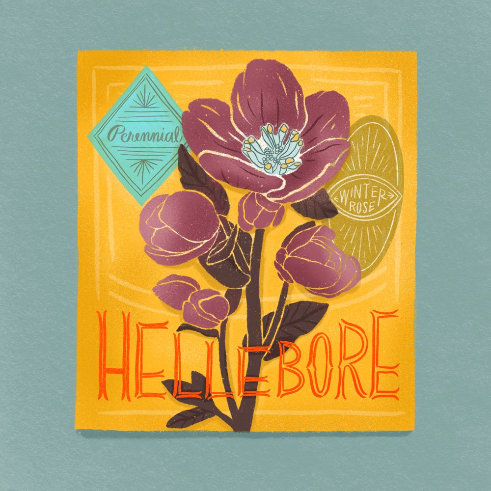 Seed Packet Illustrations - image 8 - student project