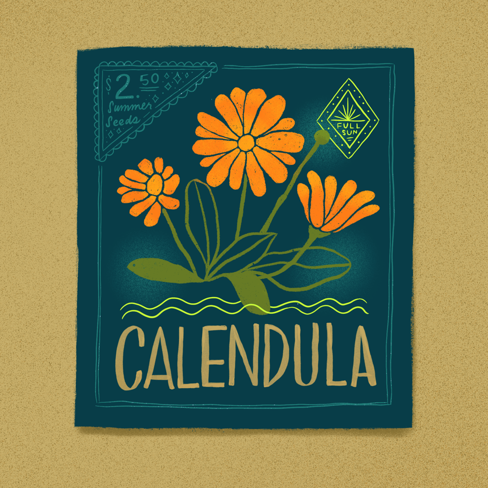 Seed Packet Illustrations - image 4 - student project