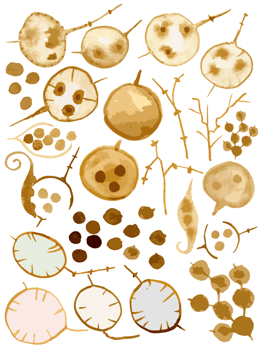 Lumnaria Annua - image 4 - student project