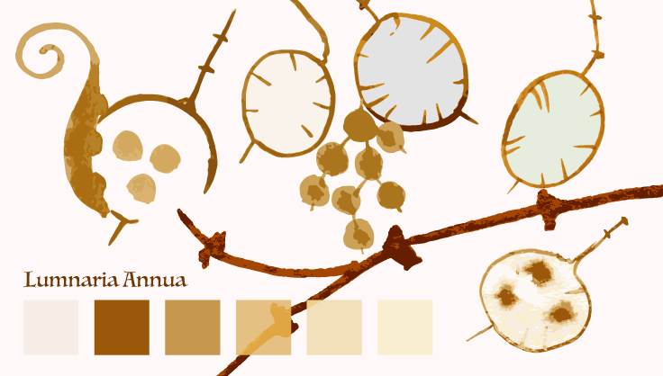 Lumnaria Annua - image 1 - student project