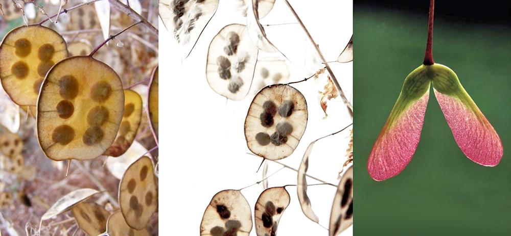 Lumnaria Annua - image 2 - student project