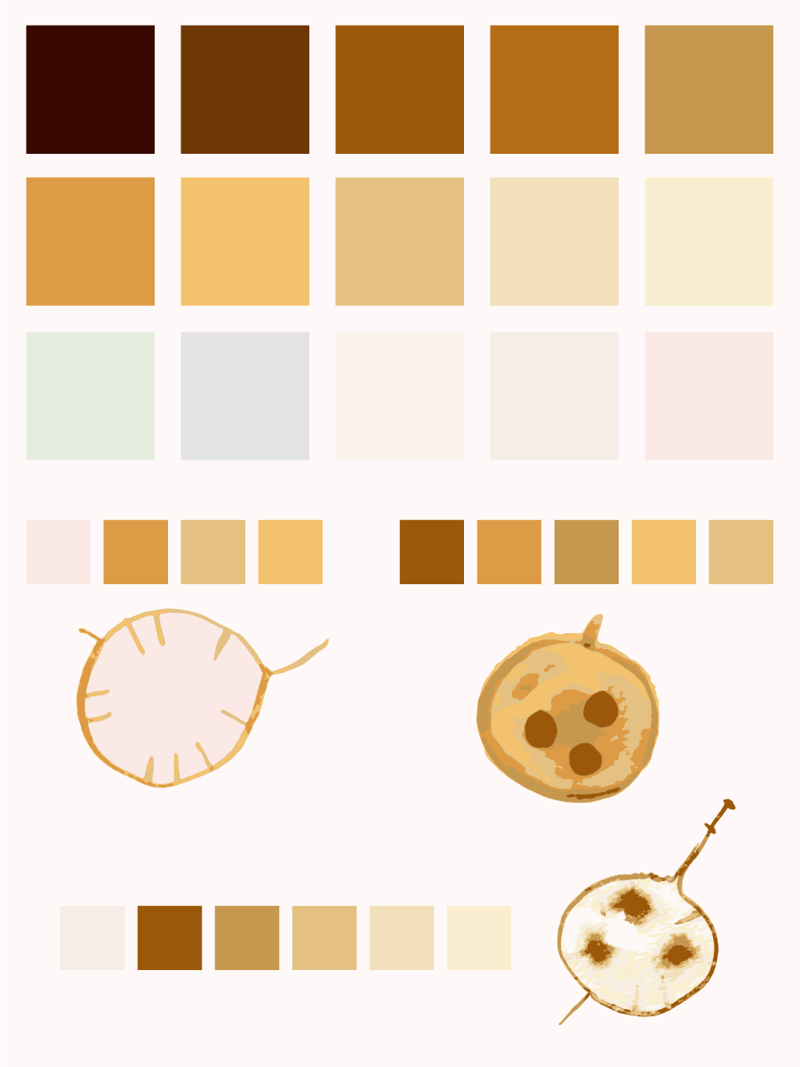 Lumnaria Annua - image 5 - student project