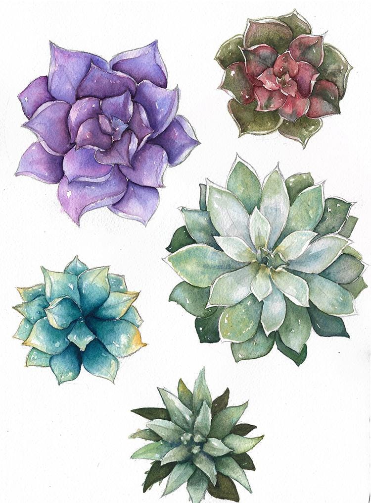 Colorful Succulents - image 1 - student project
