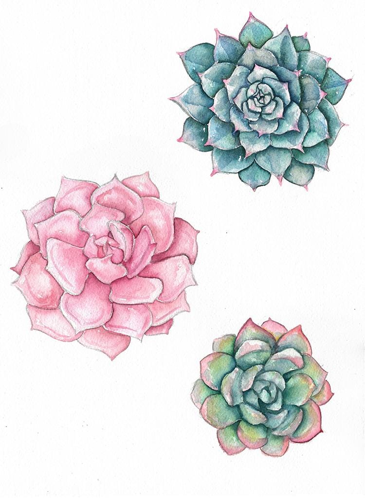 Colorful Succulents - image 2 - student project