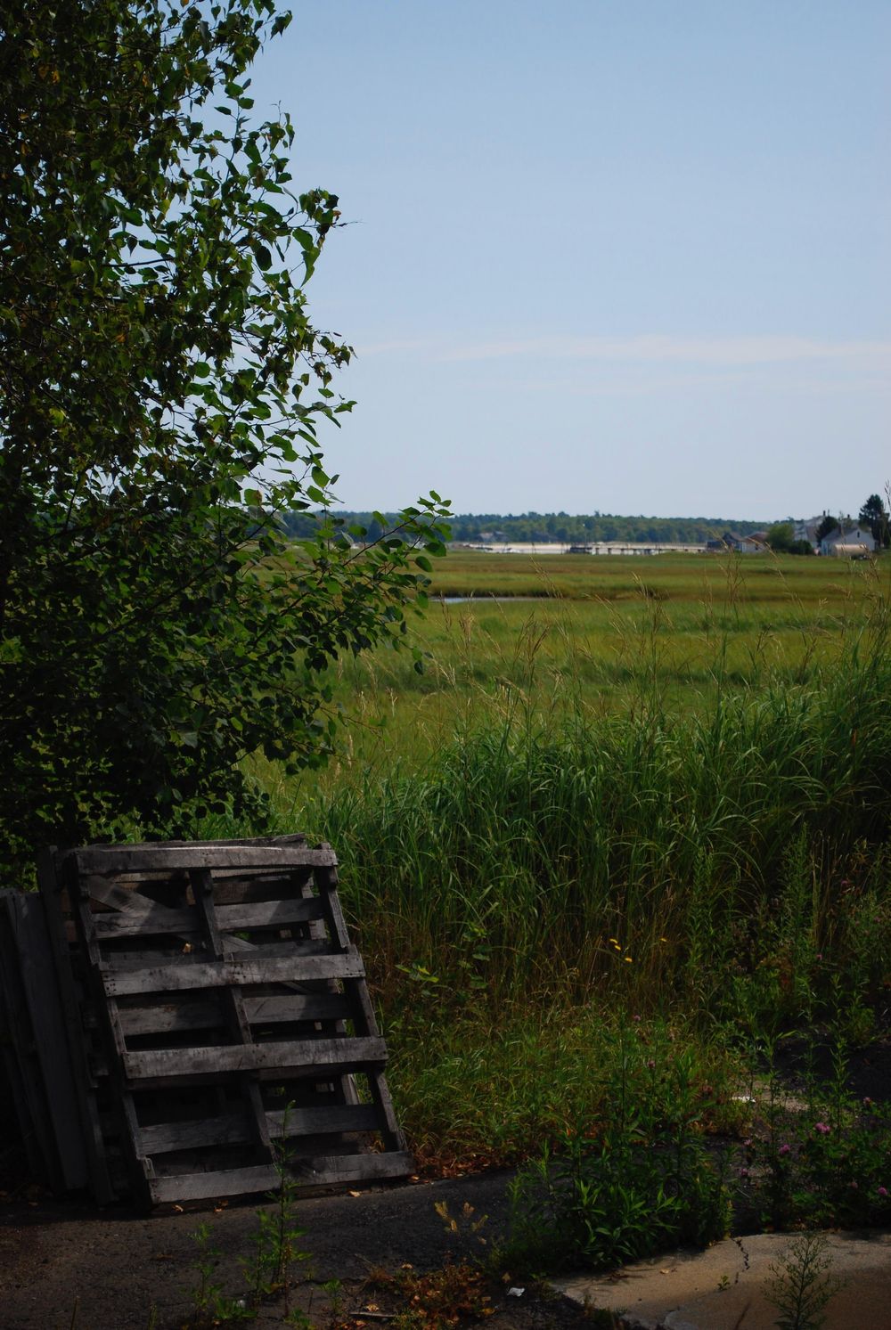 Maine Marsh Example Project - image 1 - student project