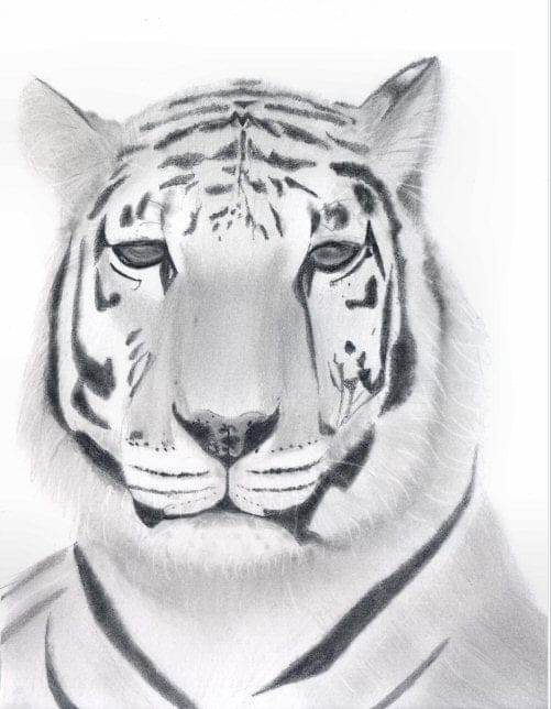 Tiger - image 1 - student project