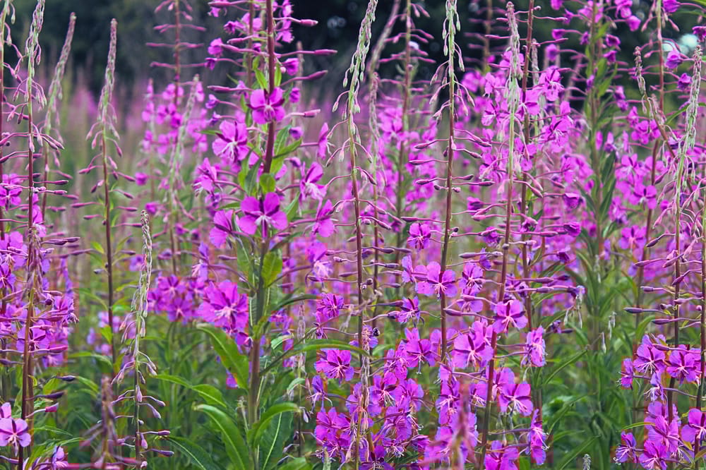 Wild Flower in the wild. - image 1 - student project