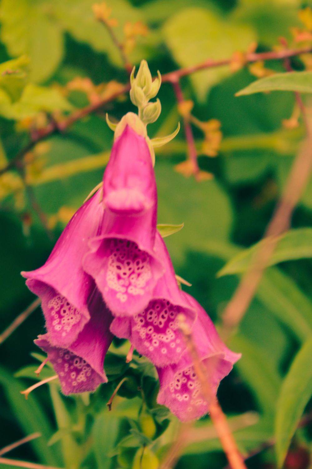 Wild Flower in the wild. - image 3 - student project