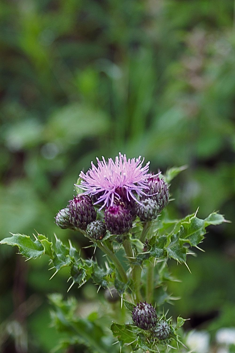 Wild Flower in the wild. - image 2 - student project