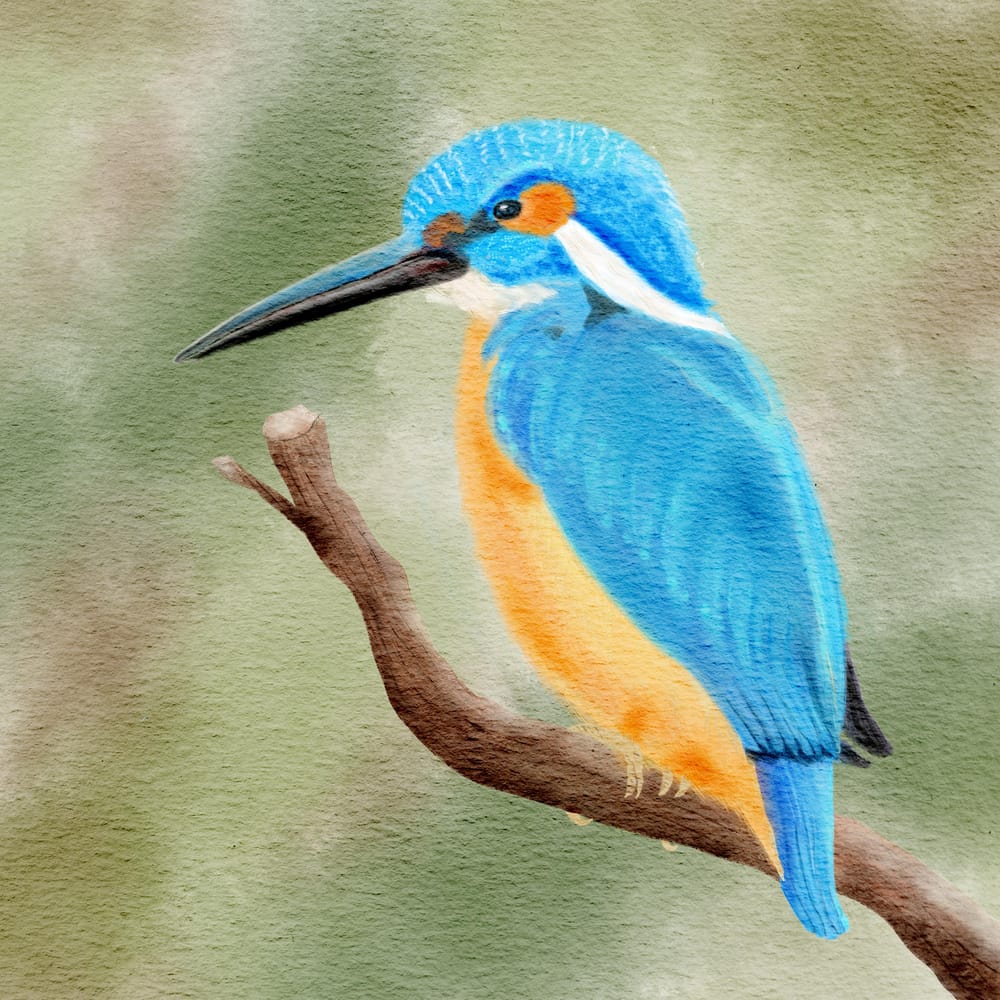 Kingfisher - image 1 - student project