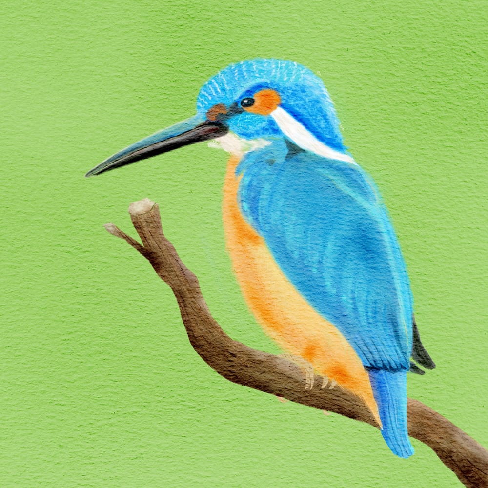 Kingfisher - image 2 - student project