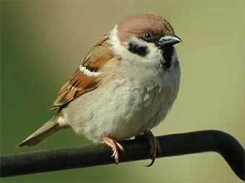 little bird - image 1 - student project