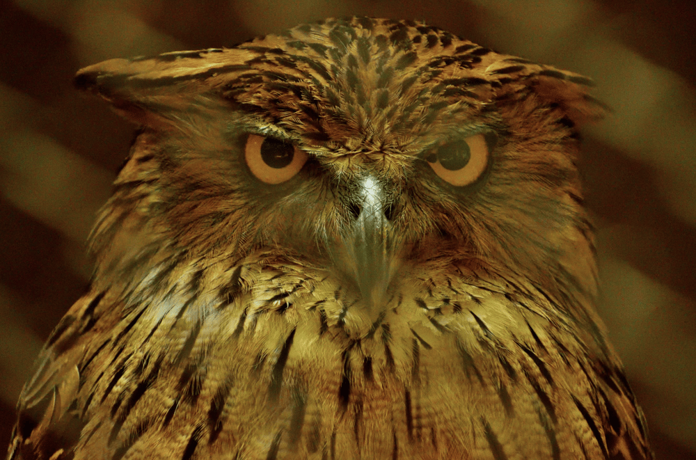 Modern Watercolor Owl - image 1 - student project