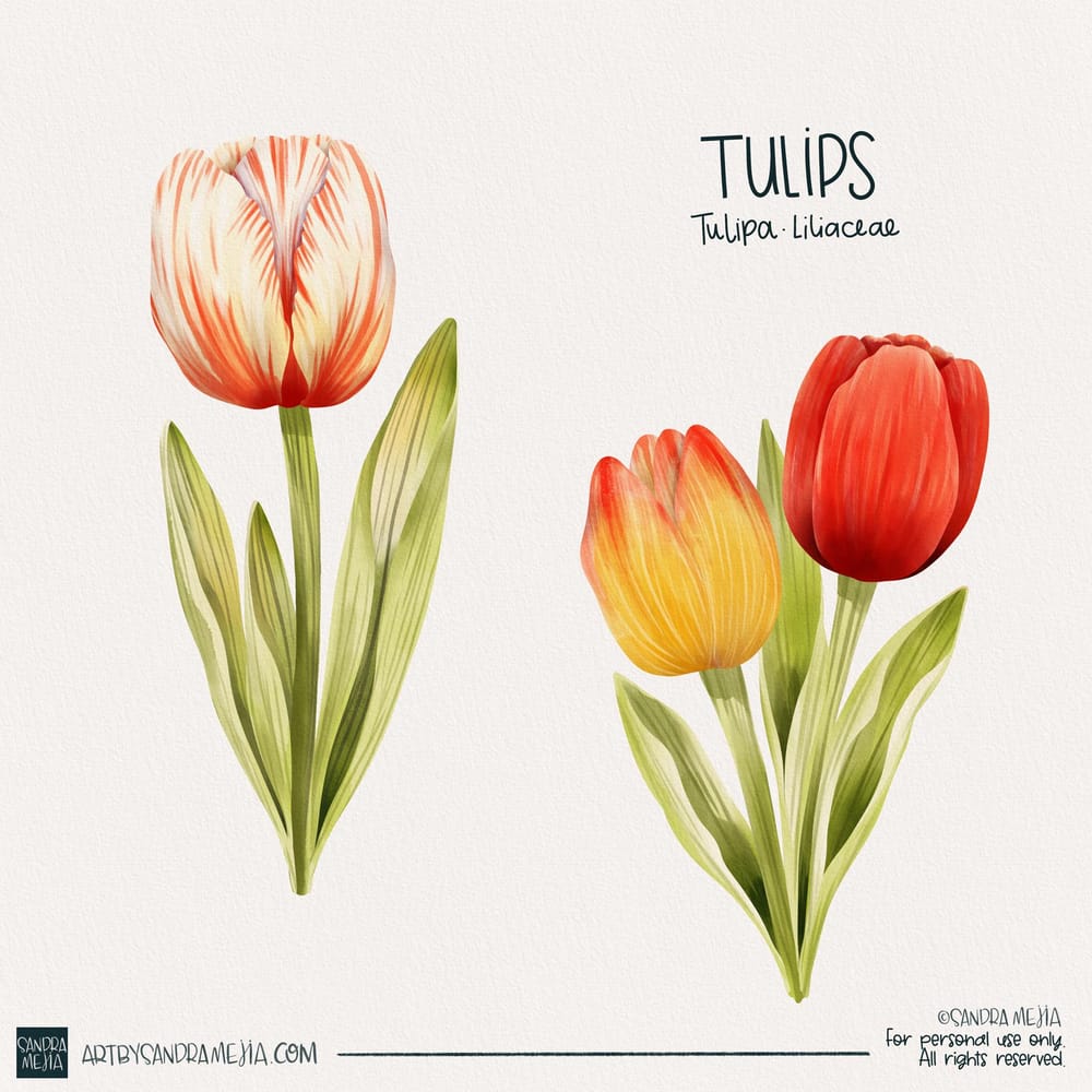 Procreate watercolor tulips - image 2 - student project
