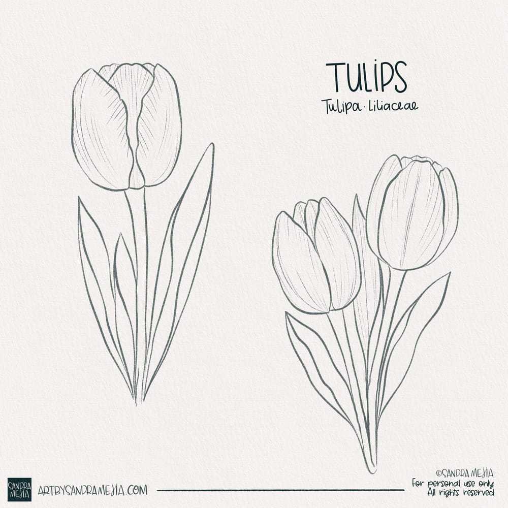 Procreate watercolor tulips - image 1 - student project
