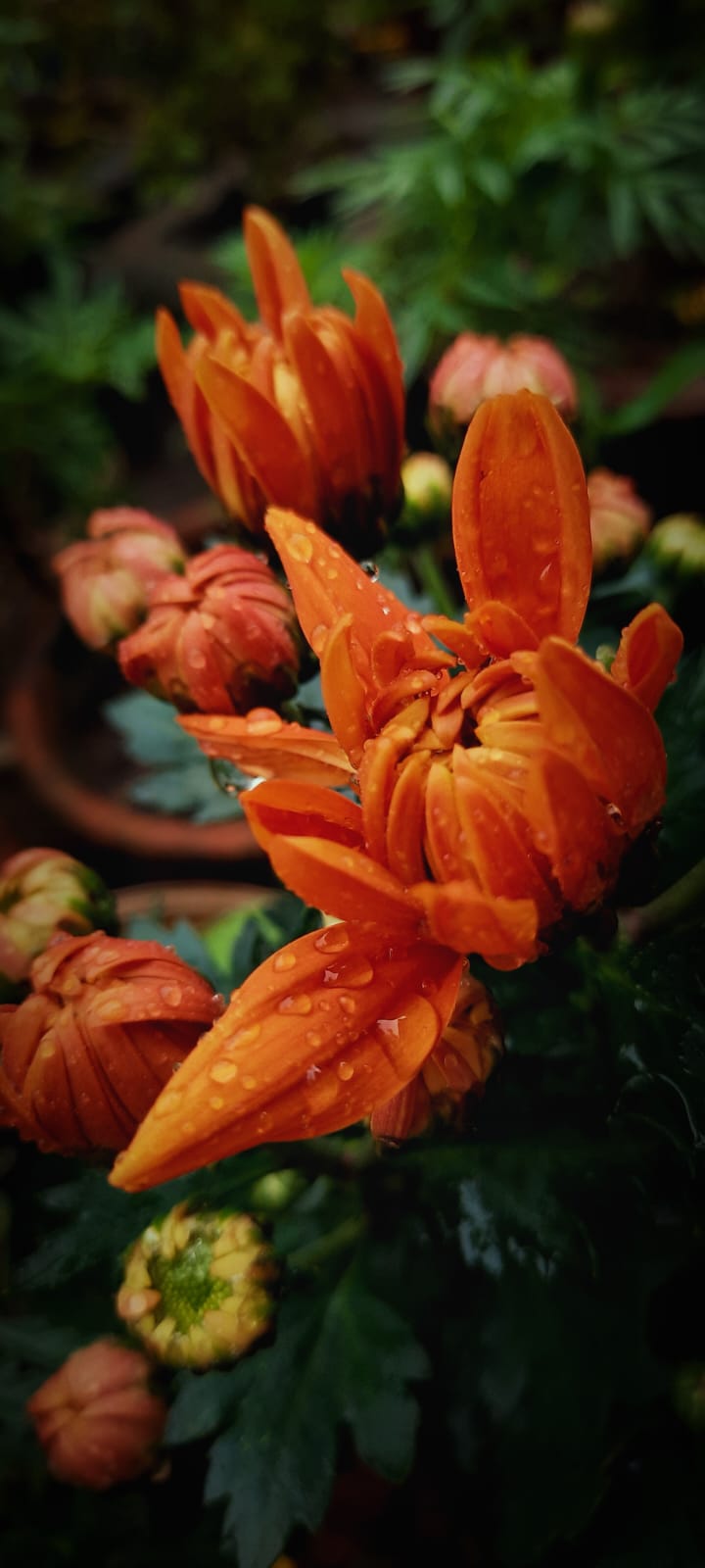 Morning dew elegance - image 1 - student project