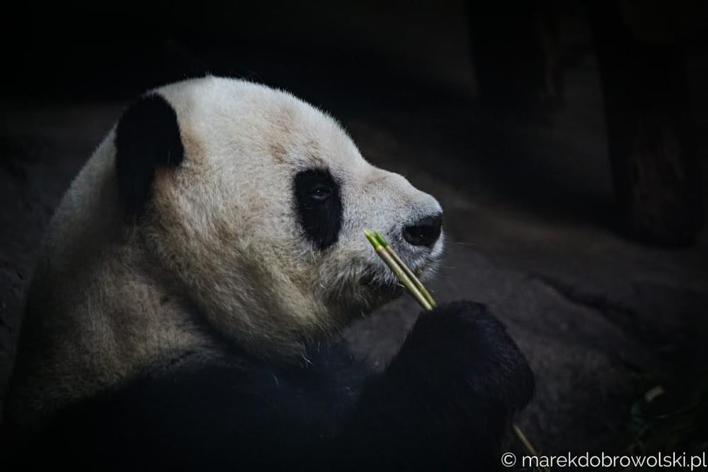 Chinese Panda paintings - image 3 - student project