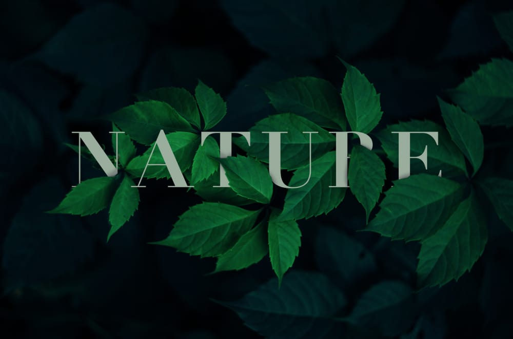 Nature - image 1 - student project